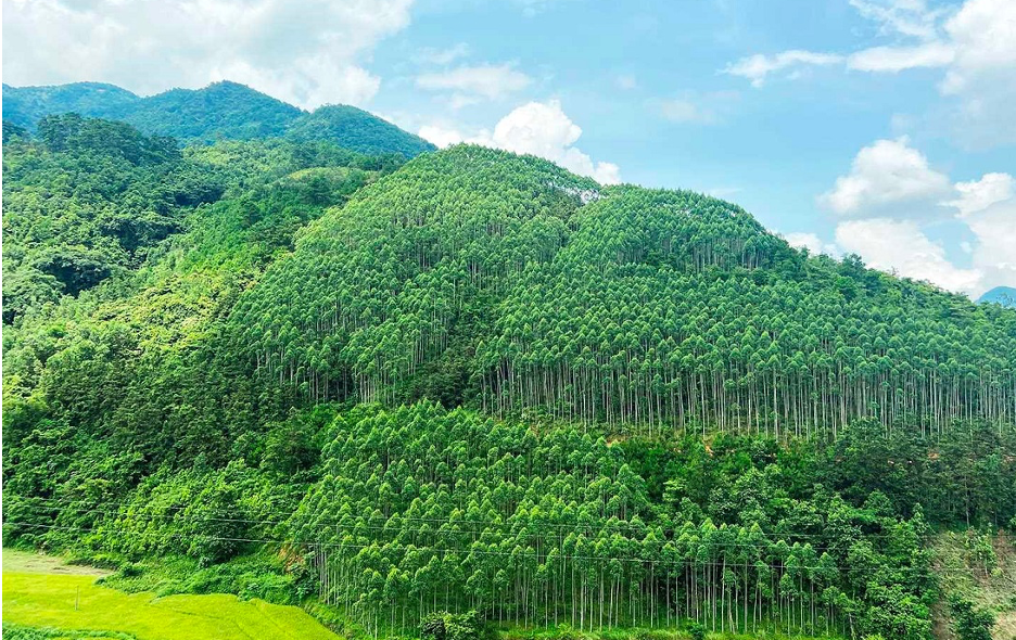 Setting standards for Forest Carbon Credits
